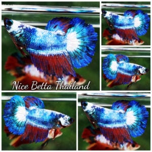 Betta Fish Female Fancy Celestine Frostfin HM