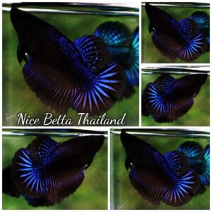 Betta Fish Female Blue Black Peacock HM