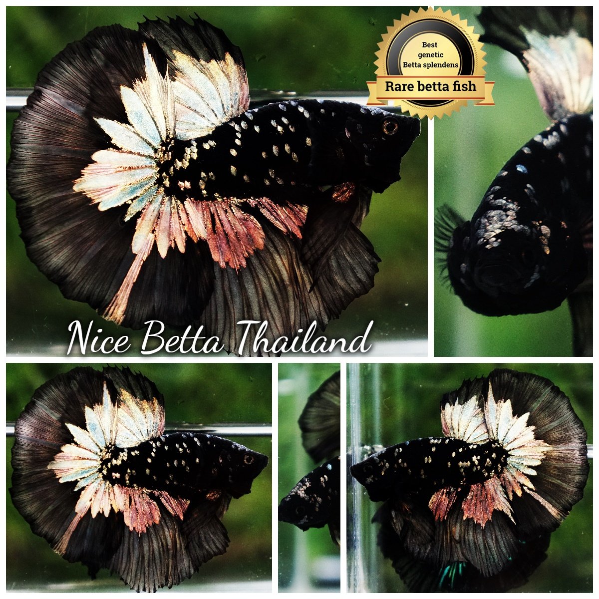 Betta Fish The Dark Gold Nebula Shadow OHM (Ultra Rare)