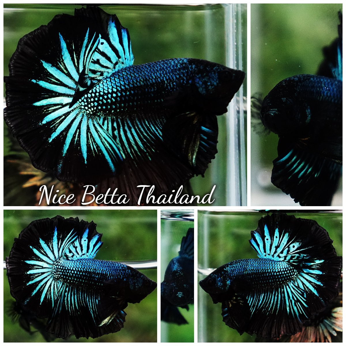 Betta Fish Green Black Peacock OHM