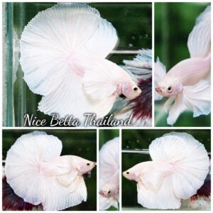 Betta Fish Prince of White Dumbo OHM (Perfect White)
