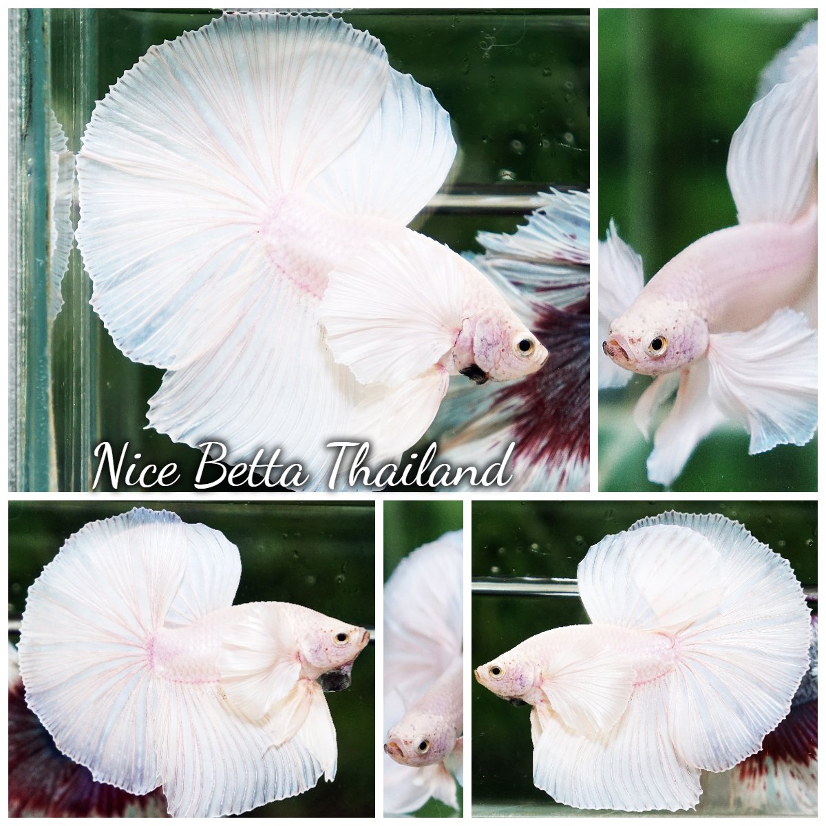 Betta Fish Prince of White Dumbo OHM (Perfect White)