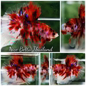 Betta Fish Red Tiger Koi Classic HM