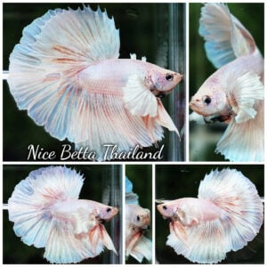 Betta Fish Prince of Pastel Pink Unicorn Dumbo OHM