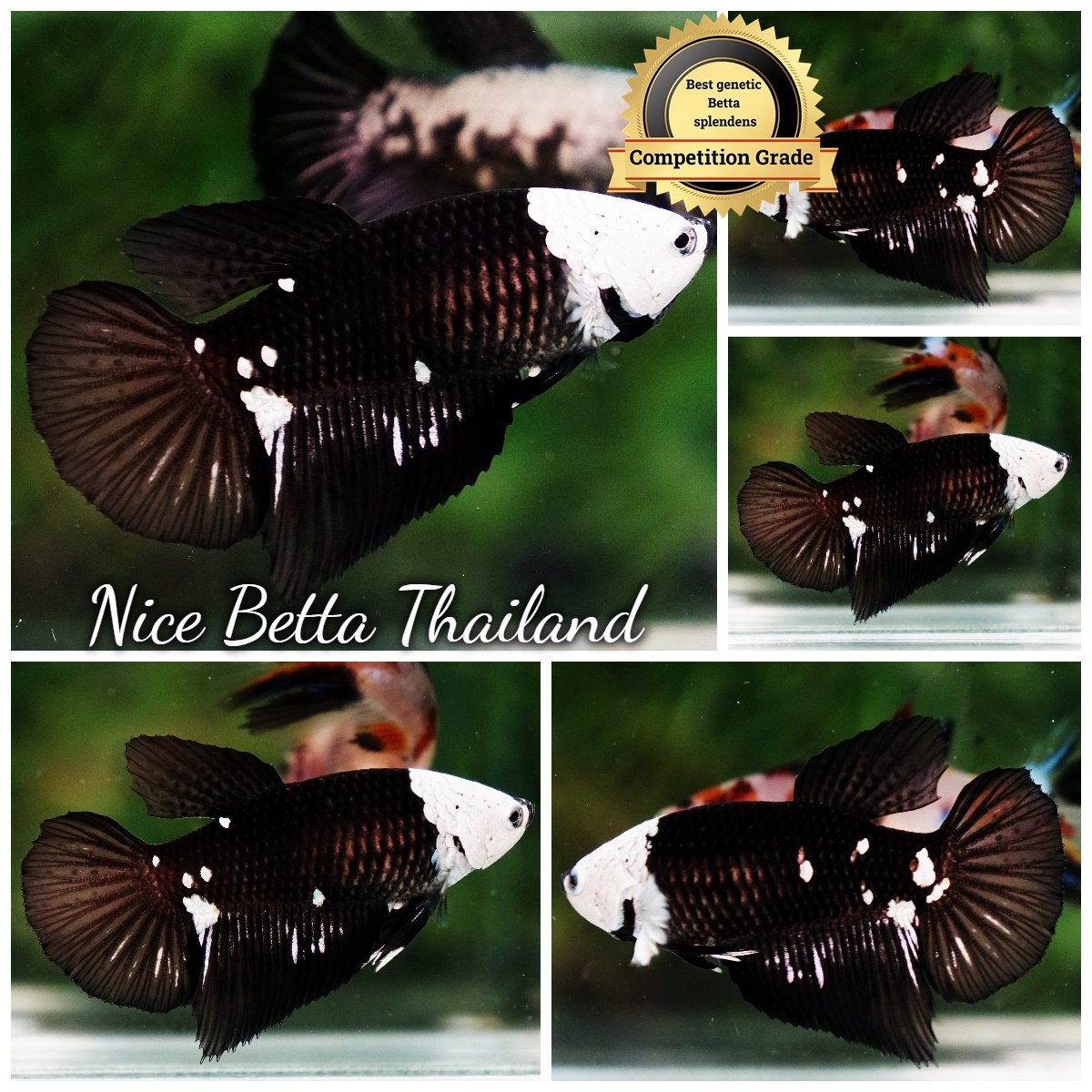 Betta Fish Female Rare Killer Shadow Black Star Full Helmet Samurai (Ultra Rare) HM