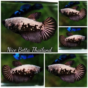 Betta Fish Female Black Copper Dragon Warrior HM