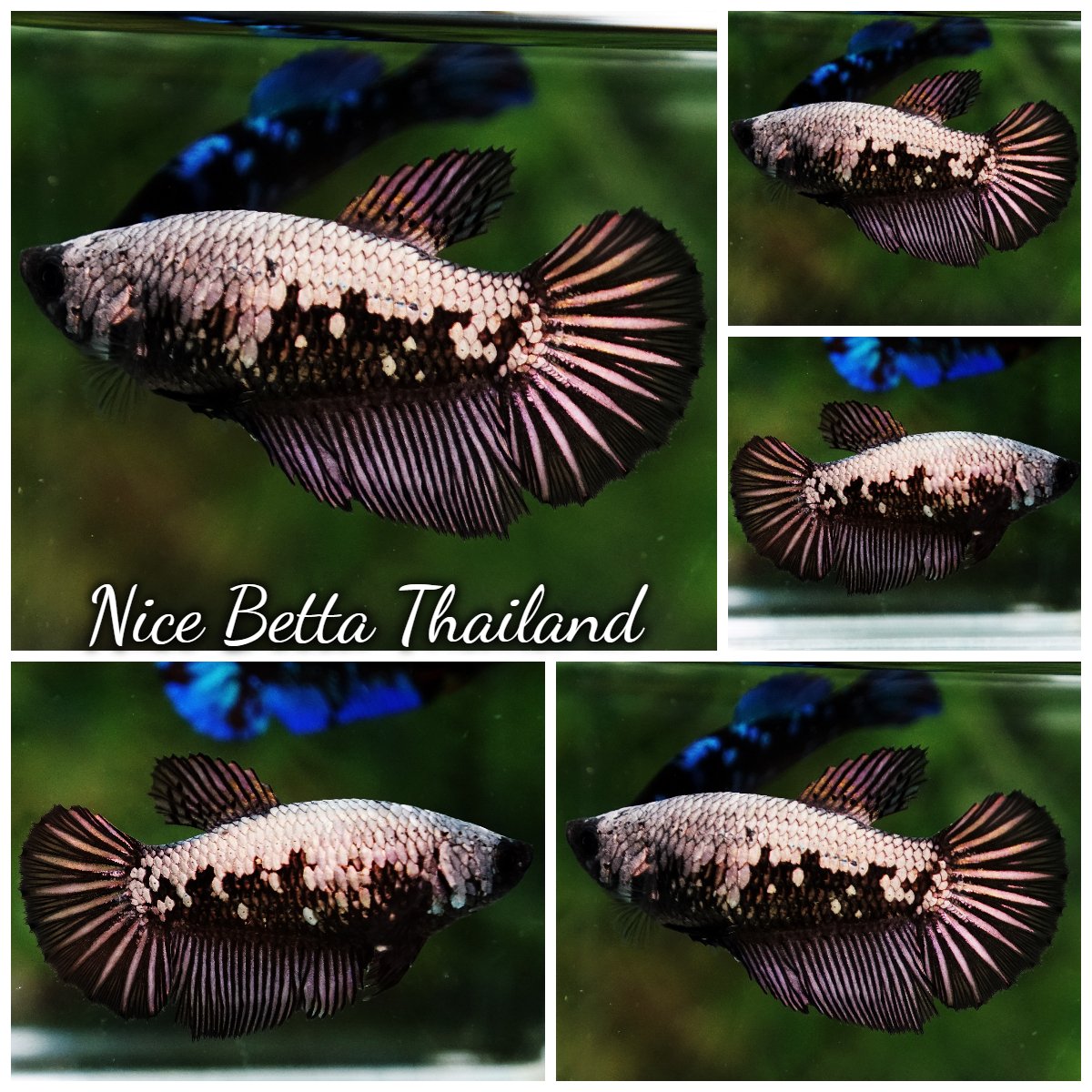 Betta Fish Female Black Copper Dragon Warrior HM