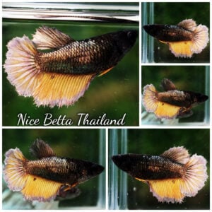 Betta Fish Female Copper Mustard HM