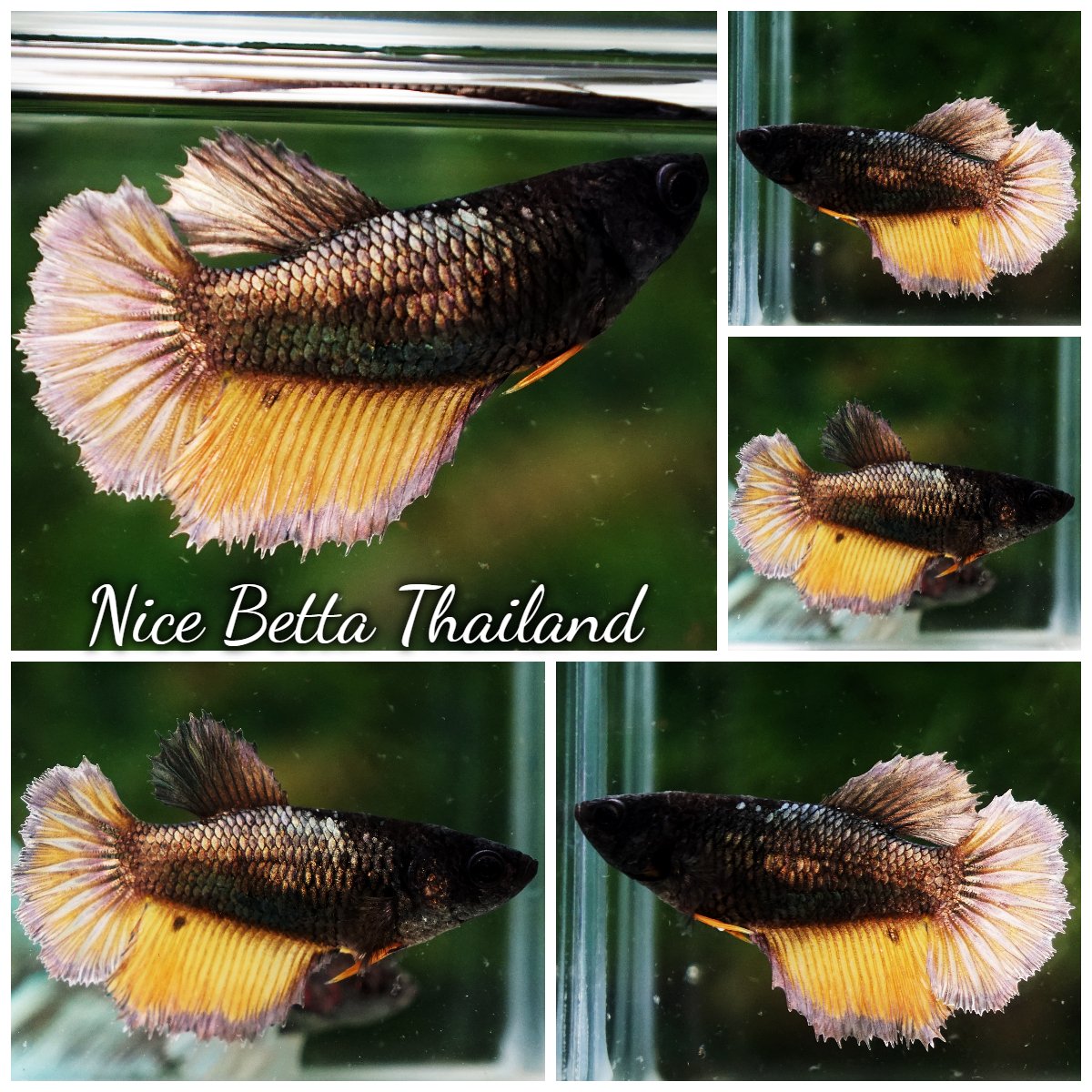Betta Fish Female Copper Mustard HM