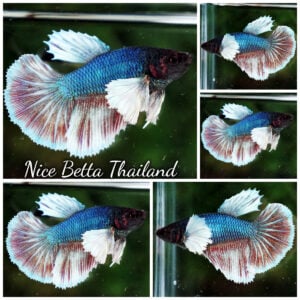 Betta Fish Female Emerald Purple Salamander Dumbo HM