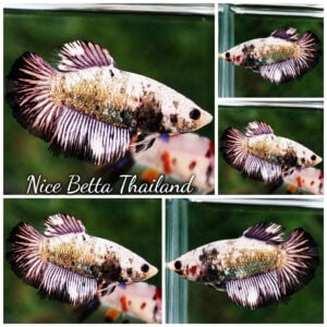 Betta Fish Female Silver Wing Dragon HM