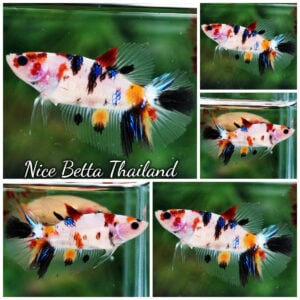 Betta Fish Female Classic Nemo Koi HM