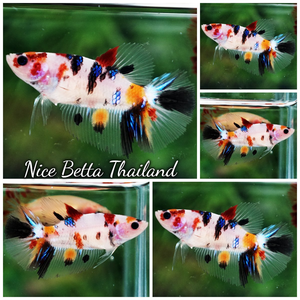 Betta Fish Female Classic Nemo Koi HM