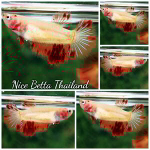 Betta Fish Female Armageddon Meteor HM