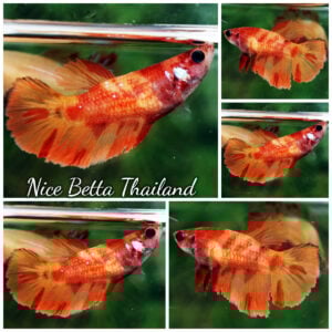 Betta Fish Female Blaze Burn Fire HM