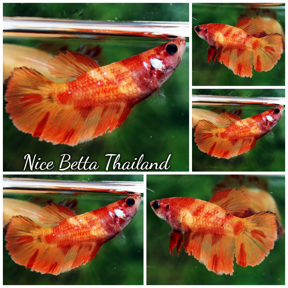 Betta Fish Female Blaze Burn Fire HM