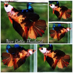 Betta Fish Female Black Tiger Nemo Koi HM