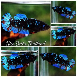 Betta Fish Female Blue Black Star Avatar HMPK