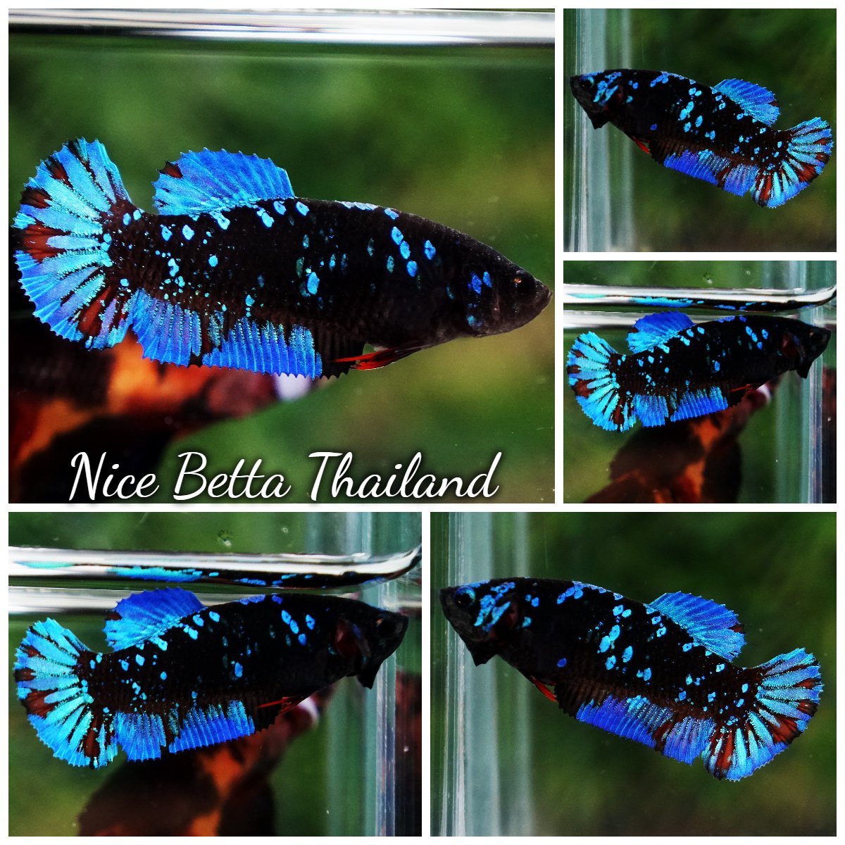 Betta Fish Female Blue Black Star Avatar HMPK