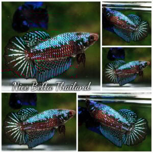 Betta Fish Female Green Peacock Warrior HM
