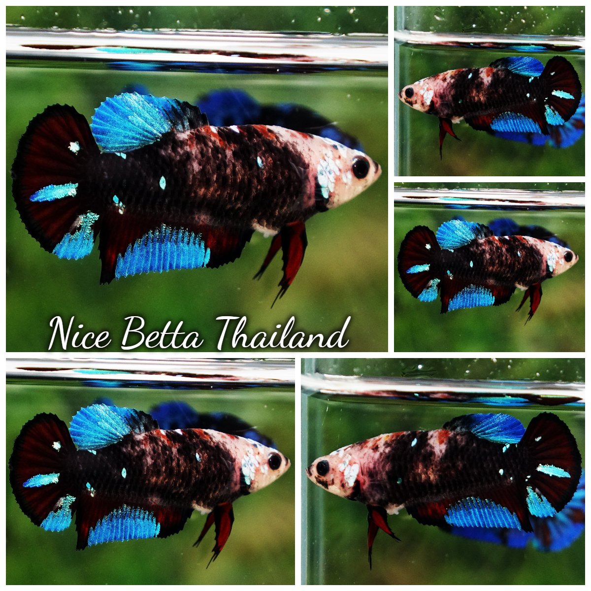 Betta Fish Female Blue Black Star Avatar Koi HMPK