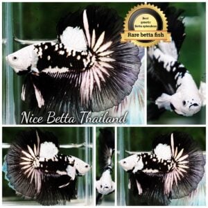 Betta Fish Rare Killer Shadow Black Star Full Helmet Samurai (Ultra Rare) OHM