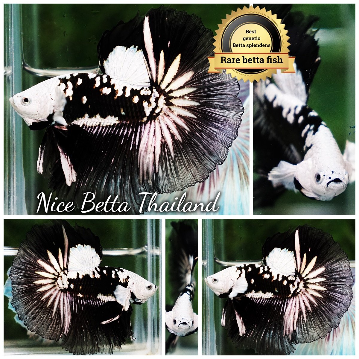 Betta Fish Rare Killer Shadow Black Star Full Helmet Samurai (Ultra Rare) OHM