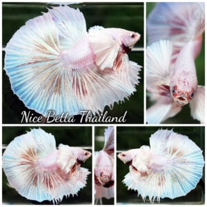 Betta Fish Prince of Pastel Pink Unicorn Red Spectacles Dumbo OHM