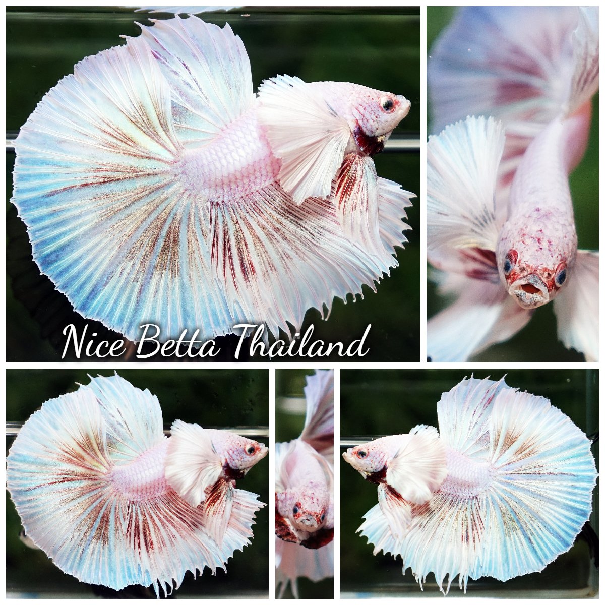 Betta Fish Prince of Pastel Pink Unicorn Red Spectacles Dumbo OHM