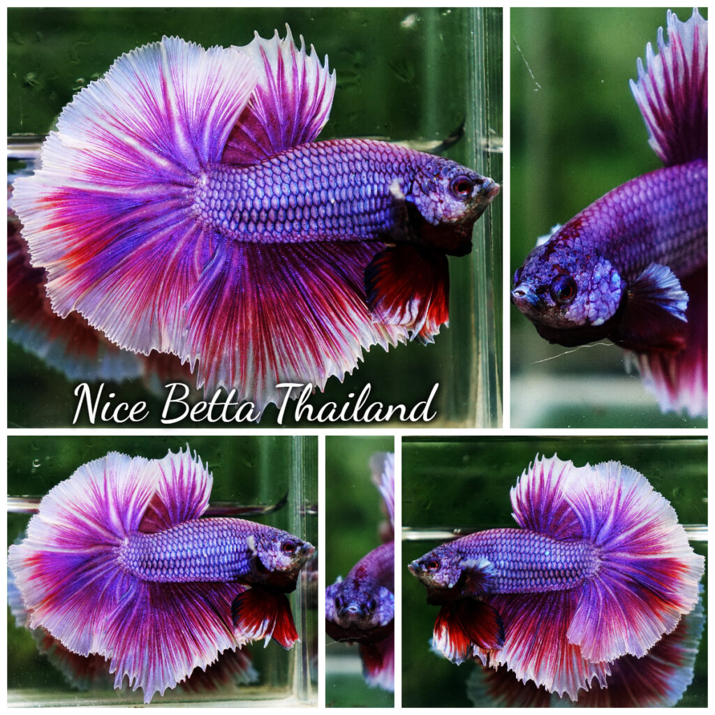Betta Fish Prince of Royal Lavender Rosetail OHM  display picture 1