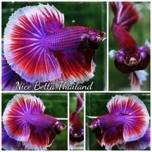 Betta Fish Purple Pink Salamander OHM