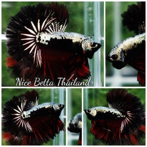 Betta Fish King Vampire Copper Warrior Sky Hawk OHM