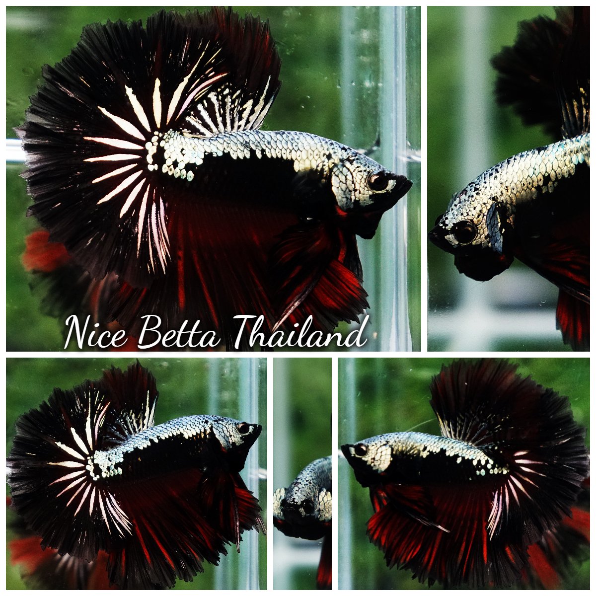 Betta Fish King Vampire Copper Warrior Sky Hawk OHM