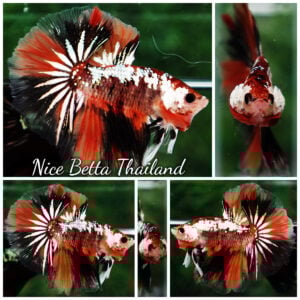 Betta Fish Tiger Copper Nemo Galaxy OHM