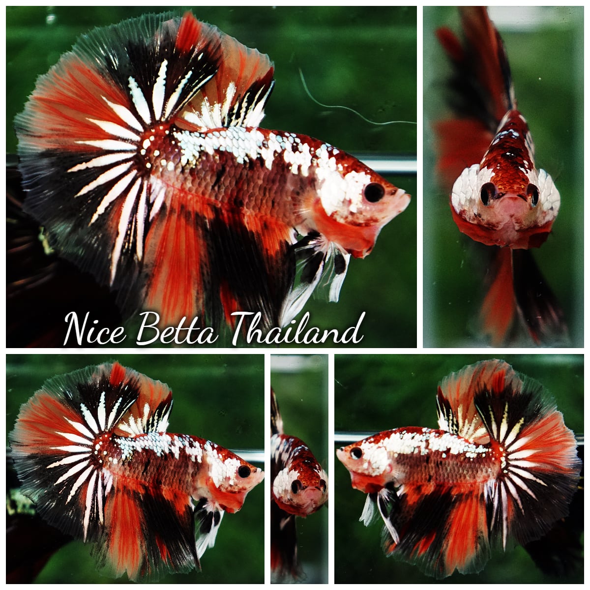Betta Fish Tiger Copper Nemo Galaxy OHM