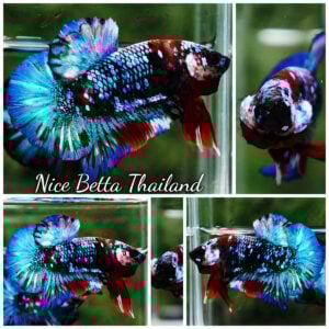 Betta Fish Fancy Posidon Koi Galaxy OHMPK
