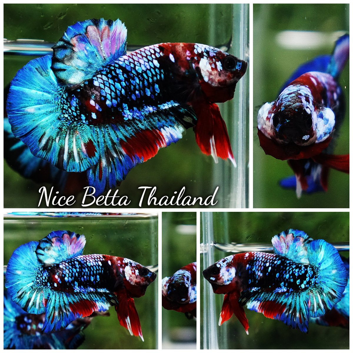 Betta Fish Fancy Posidon Koi Galaxy OHMPK
