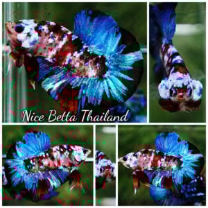 Betta Fish ArSaKi Koi Galaxy Helmet OHMPK