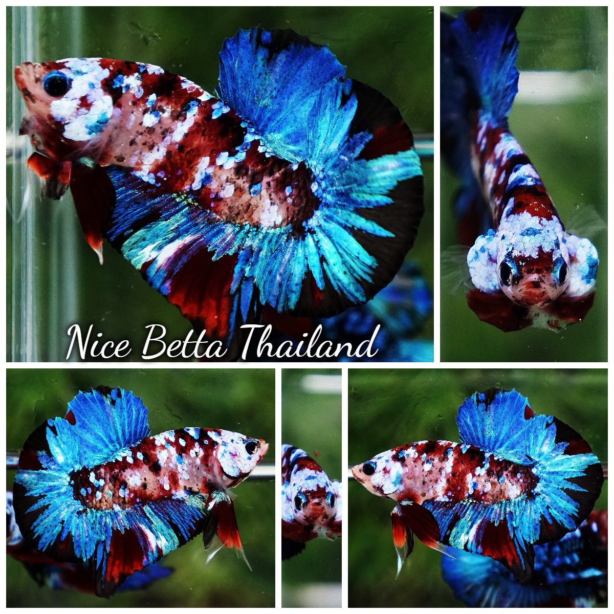 Betta Fish ArSaKi Koi Galaxy Helmet OHMPK