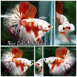 Betta Fish Platinum Nemo OHM