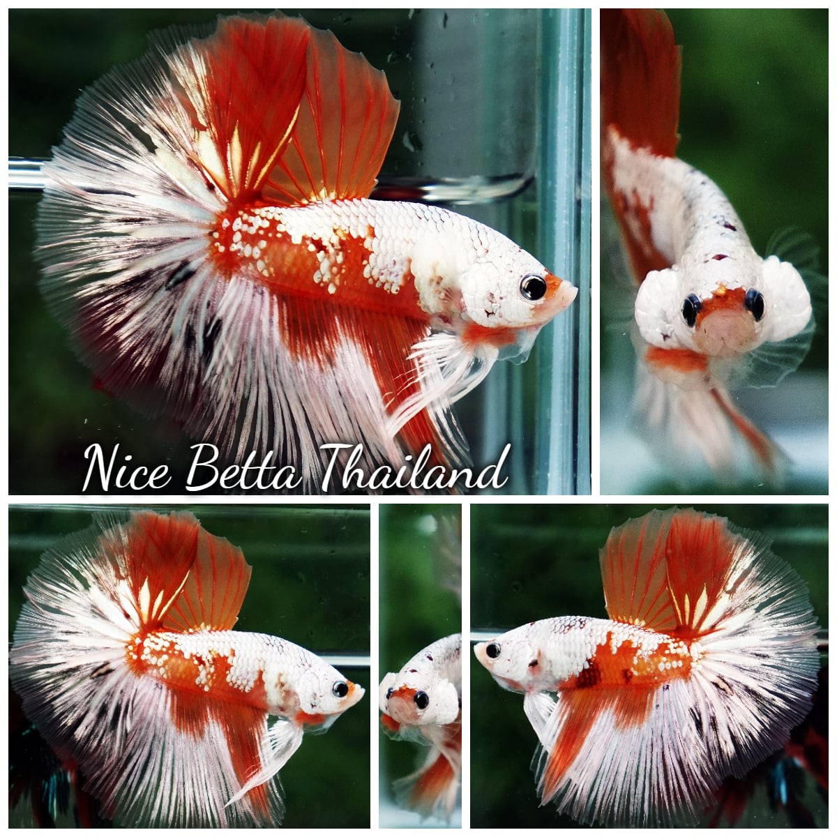 Betta Fish Platinum Nemo OHM