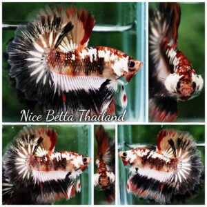 Betta Fish KABUKI Warrior Galaxy Sky Hawk Rosetail OHM