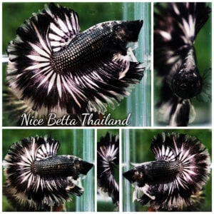 Betta Fish The Emperor of the Night Copper Rosetail OHM