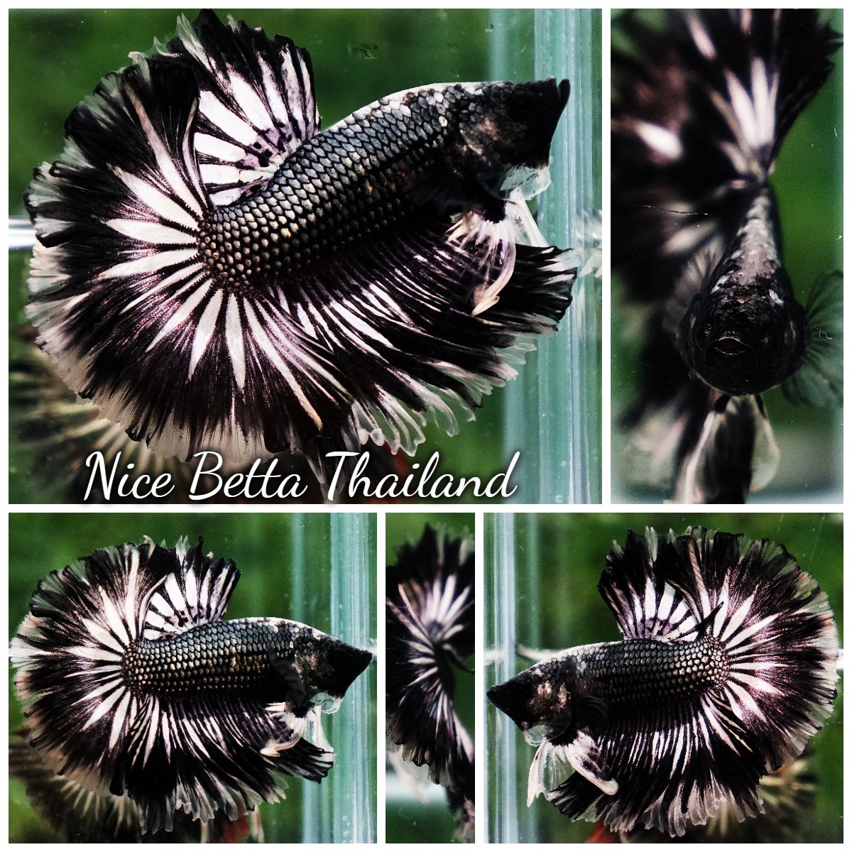 Betta Fish The Emperor of the Night Copper Rosetail OHM