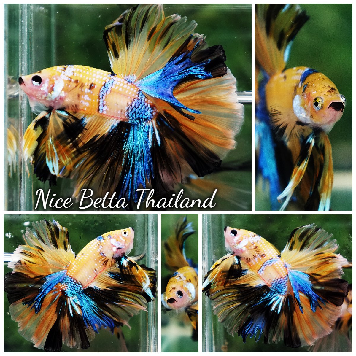 Betta Fish Prince of Honey Blue Rosetail OHM