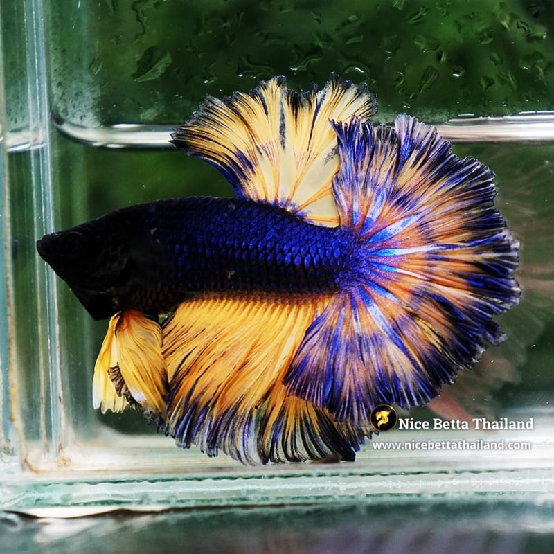 Betta Fish Blue Mustard Gas Sky Hawk OHM