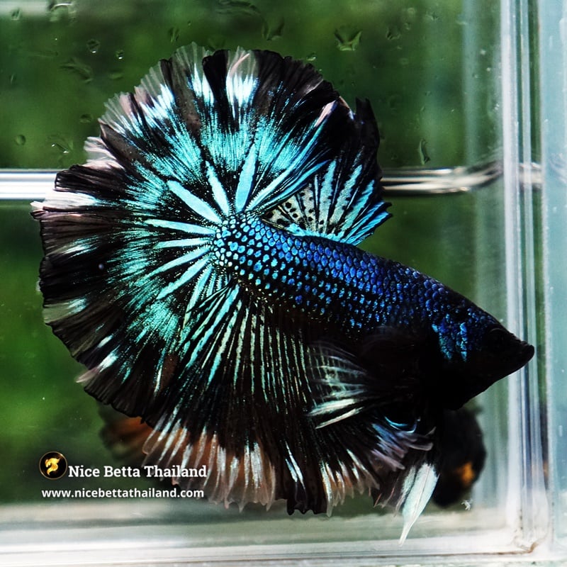 Betta Fish Chiangmai Peacock Blade OHM
