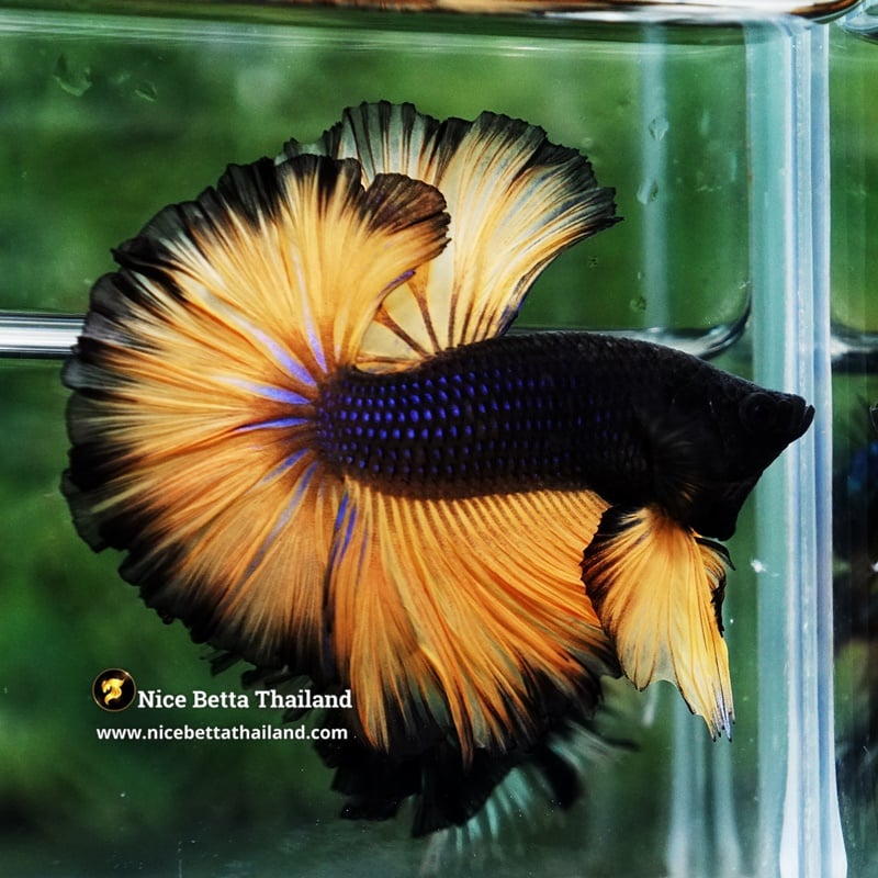 Betta Fish Black Pumpkins Sky Hawk OHM