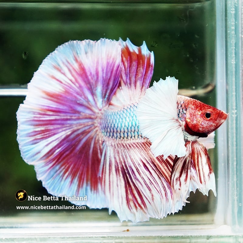 Betta Fish Prince of Pink Salamander Dumbo