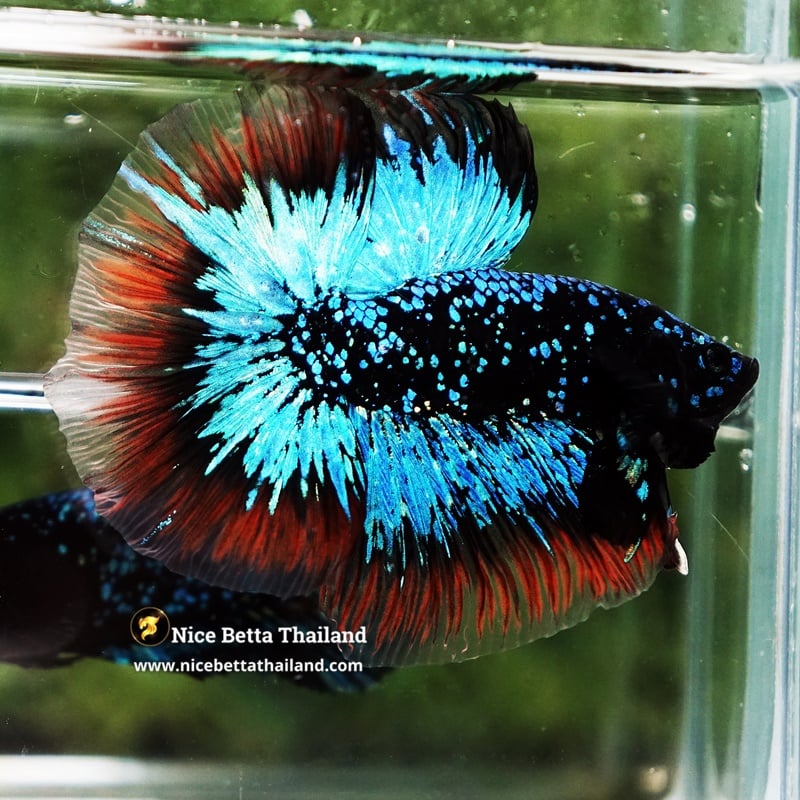Betta Fish Avatar King Flame Nebular Black Star Butterfly OHM (Ultra Rare)